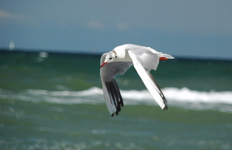 Möwe Warnemünde
