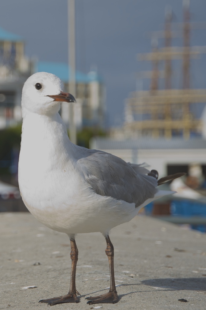 Möwe, Waterfront Kapstadt, Südafrika