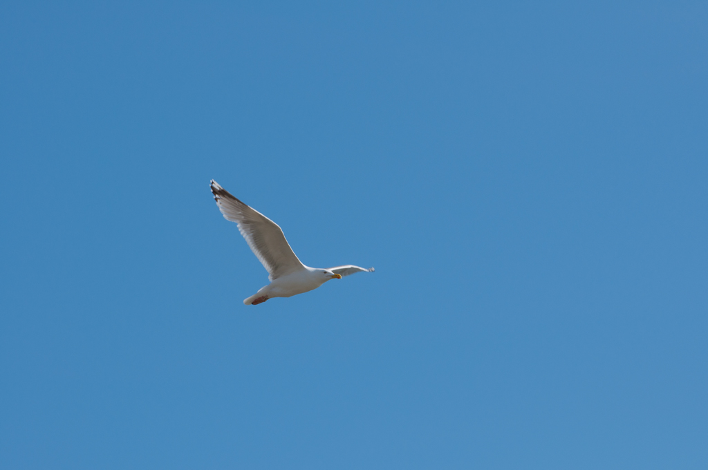 Möwe