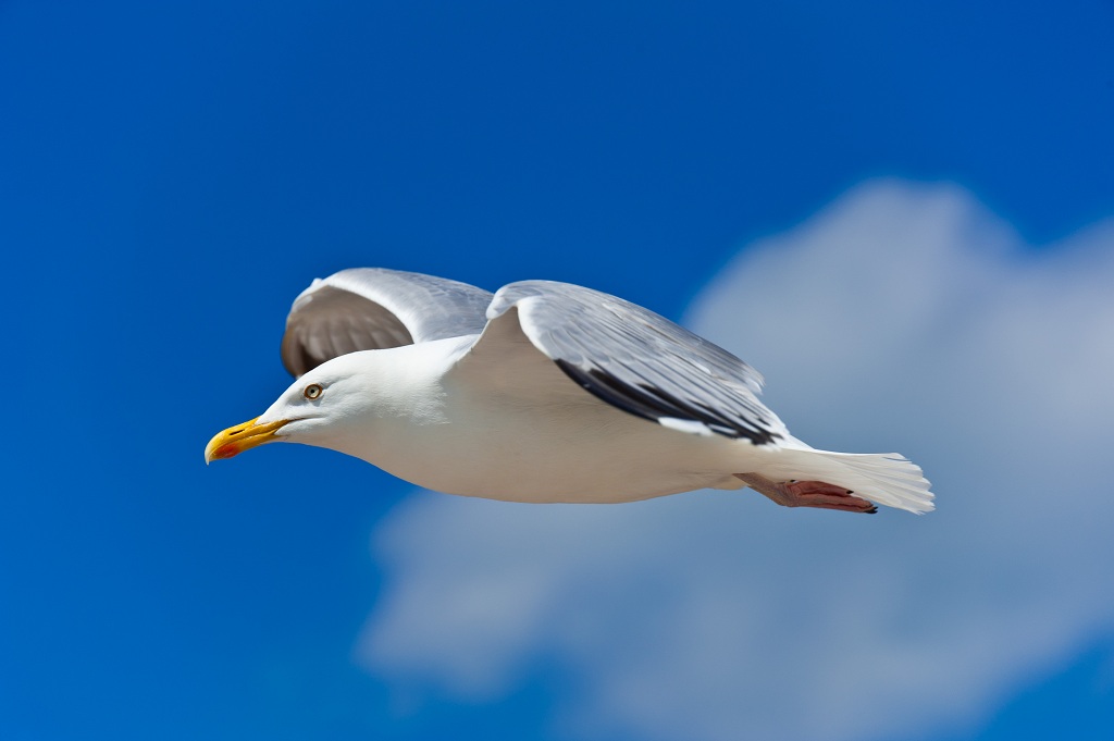 Möwe