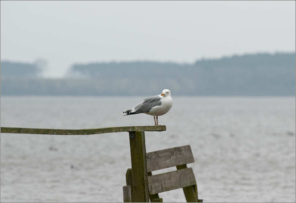 Möwe