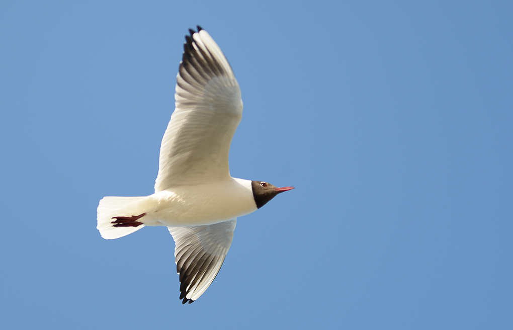 Möwe