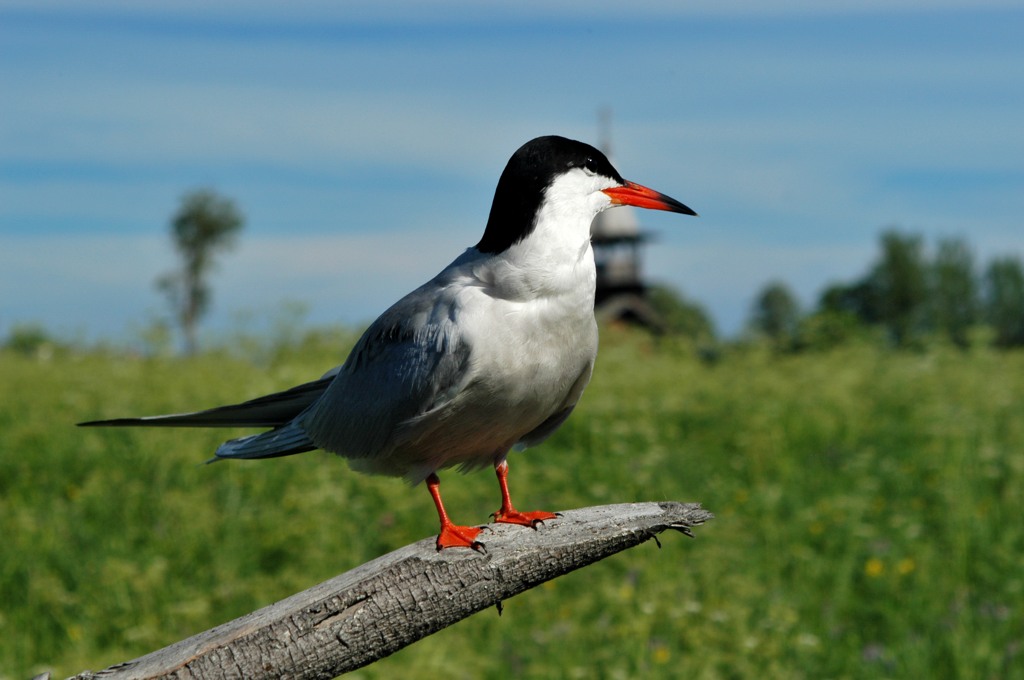Möwe