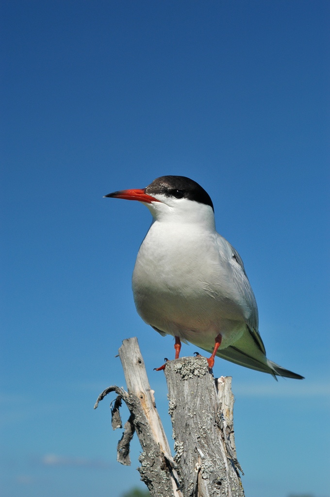 Möwe