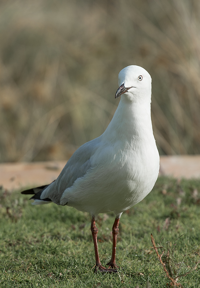 möwe