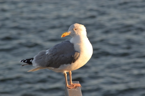 Möwe