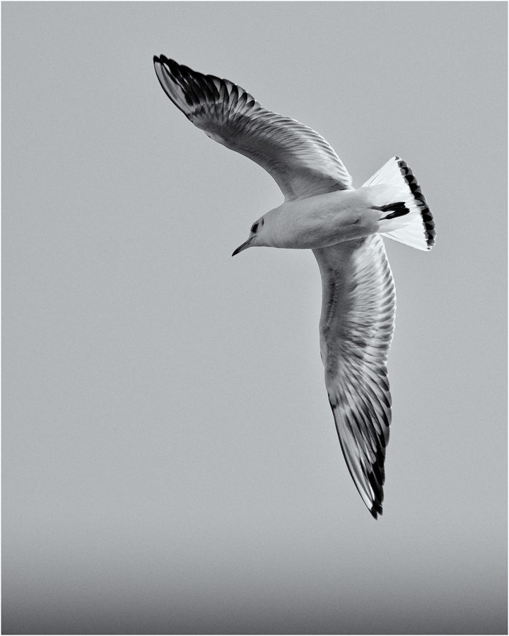 Möwe