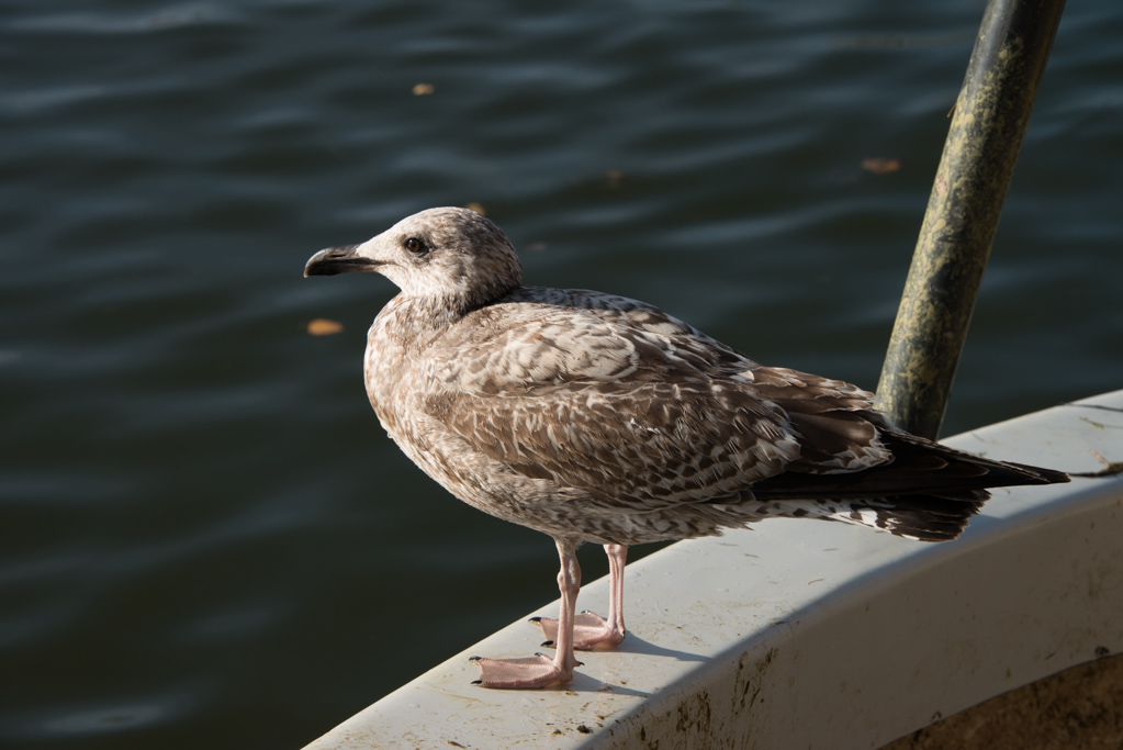 Möwe
