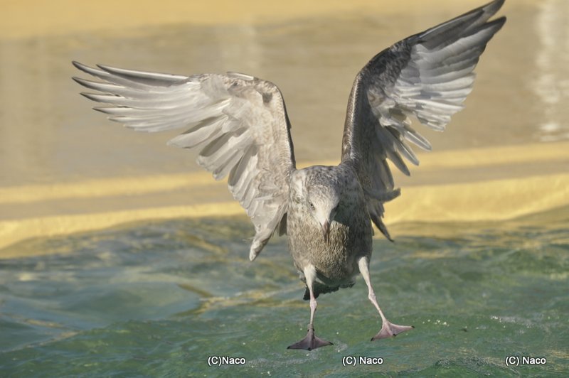 Möwe