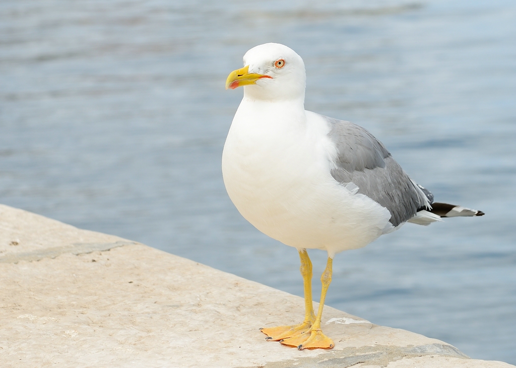 Möwe