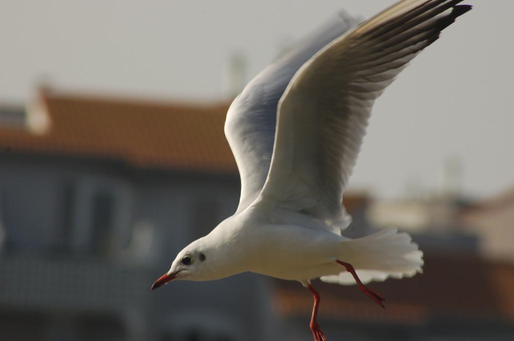 Möwe