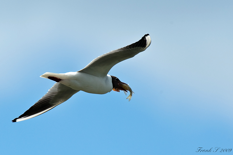 Möwe