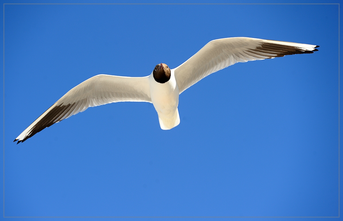 Möwe