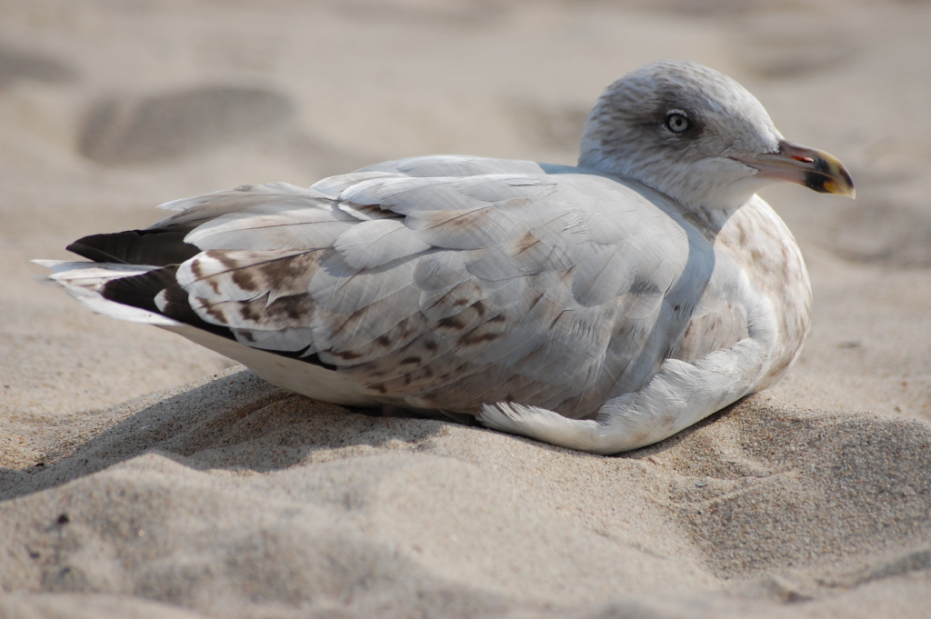 Möwe