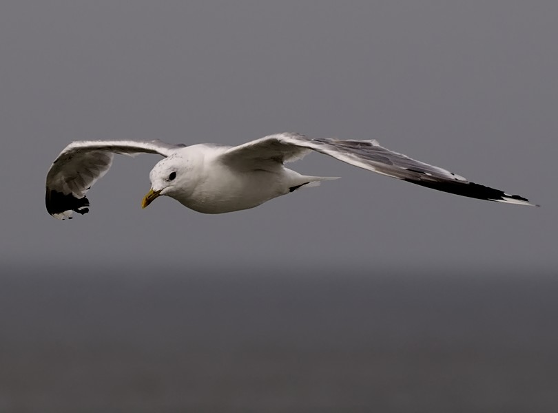 Möwe