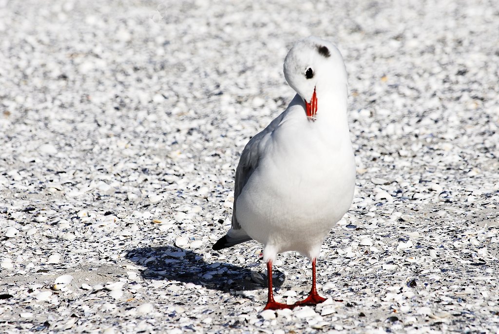 Möwe1 0067 110923 1024x685 85