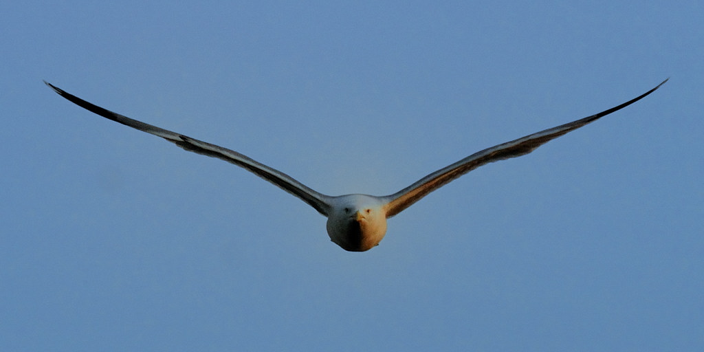 Möwe1