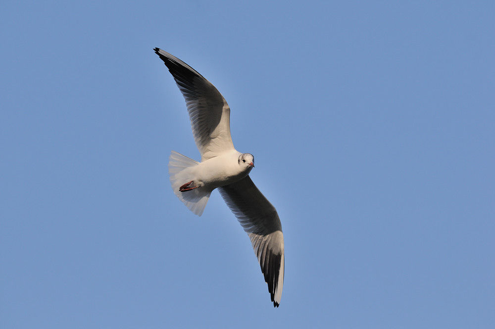Möwe1