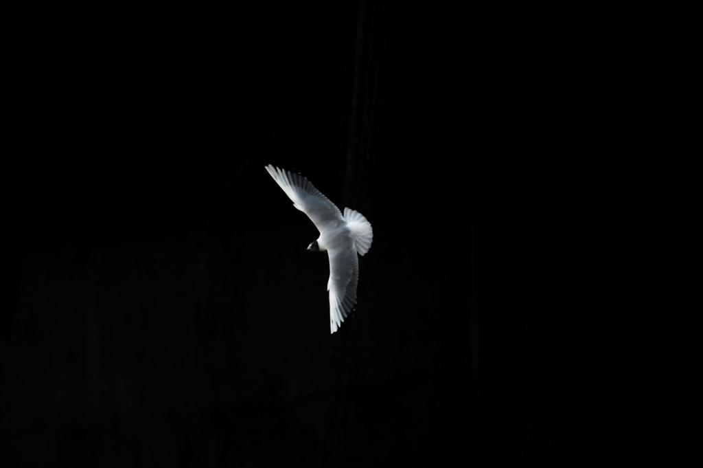 möwe2