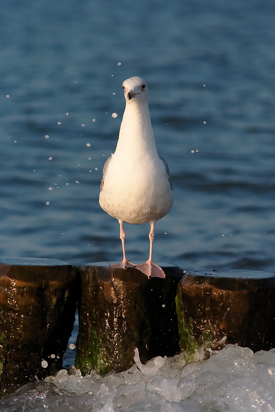Möwe5
FujiS5 mit Nikkor 300mm F4.5 AIS
ISO 2500, f8, 1/4500s
Freihand fotografiert