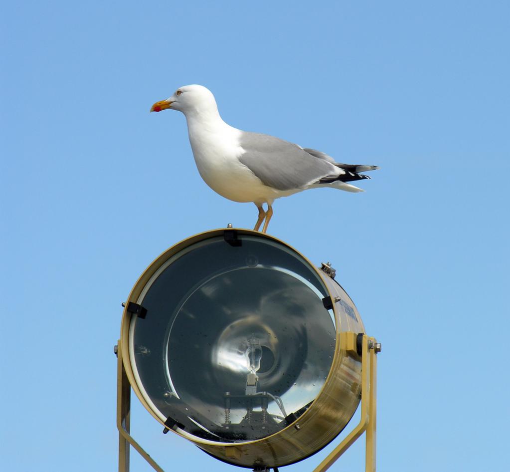 MöweKlein
