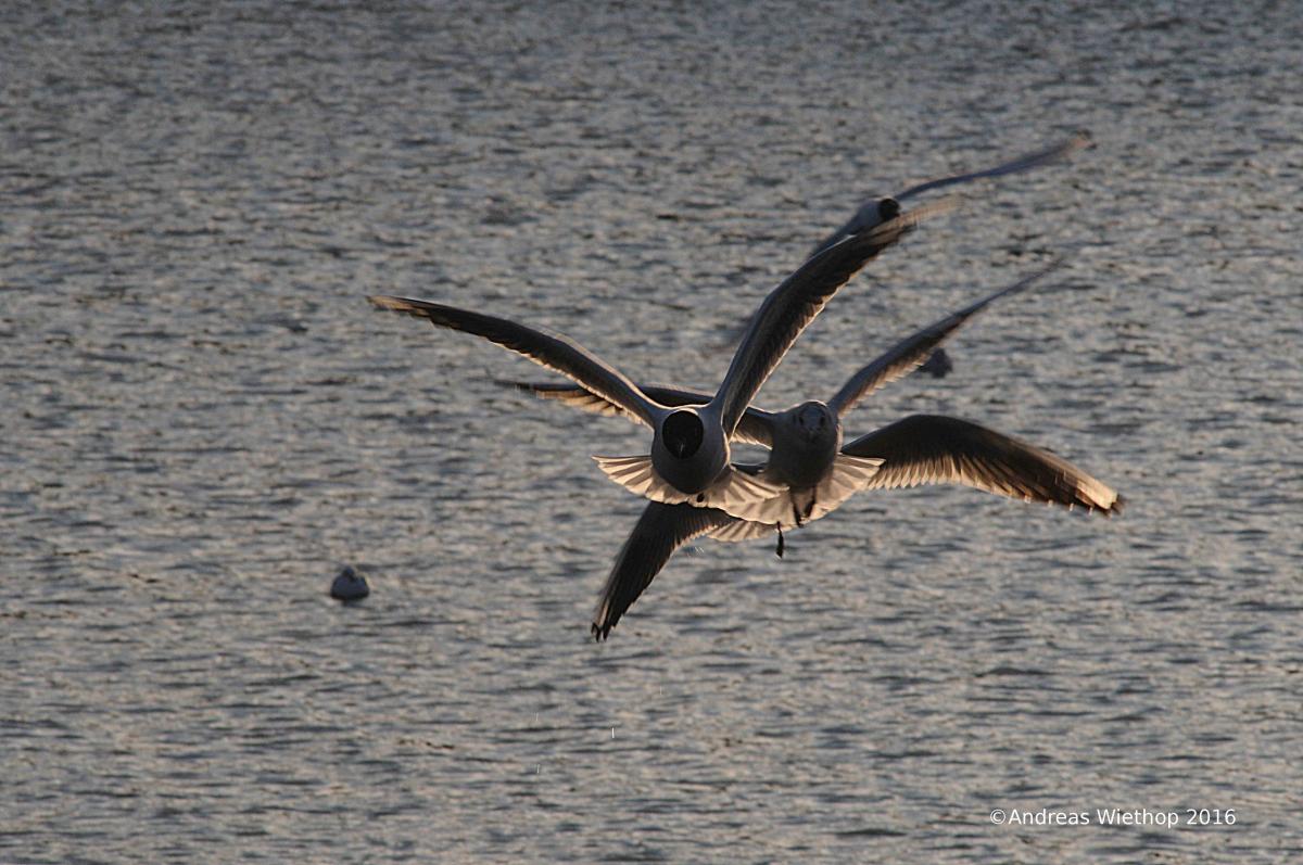 Möwen im Flug