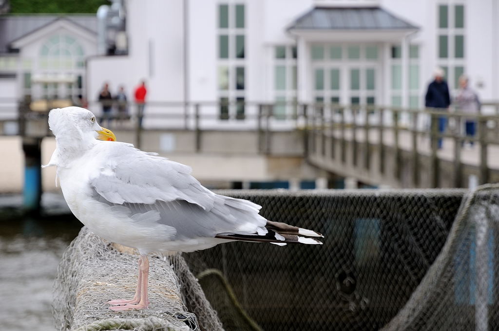 Möwenblick