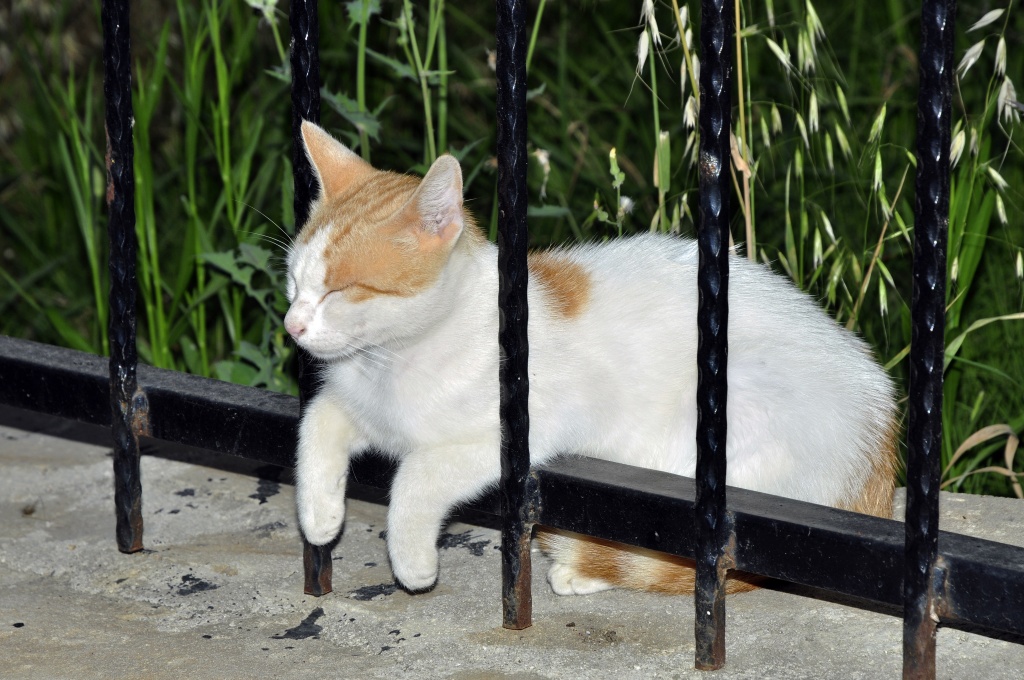 Müde Katze