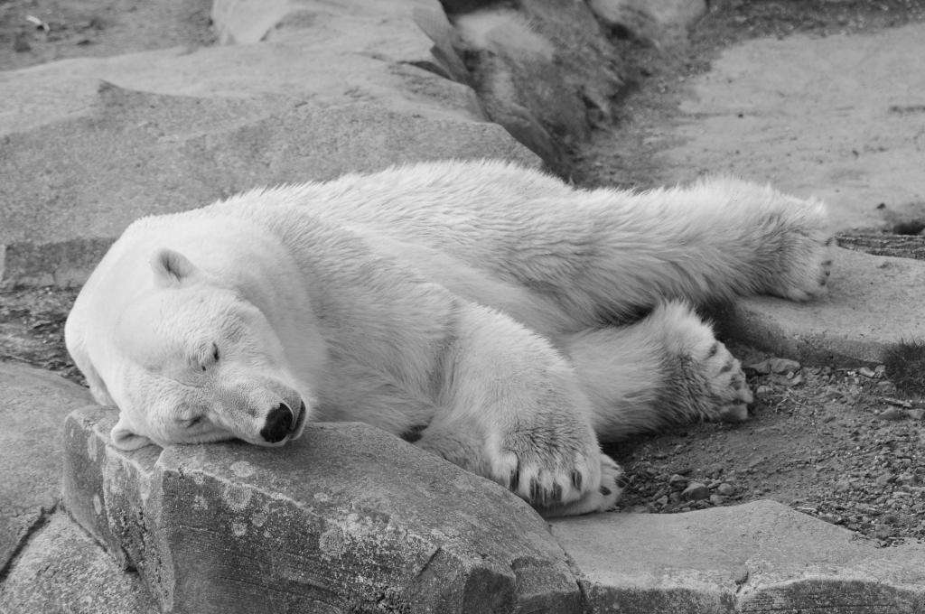 Müdebär