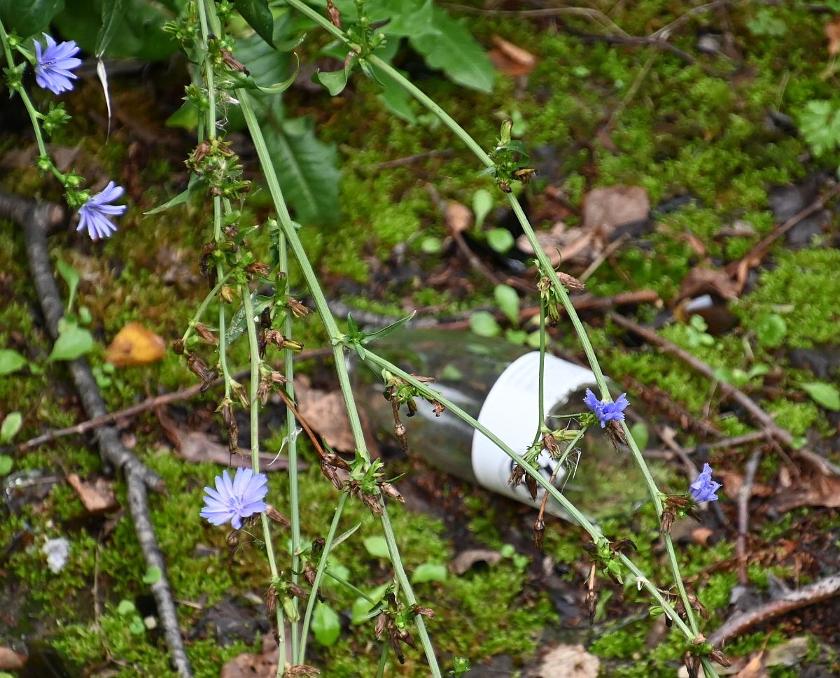 Müll entlang der Sulm 3.JPG