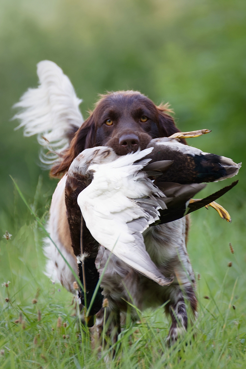 Münsterländer