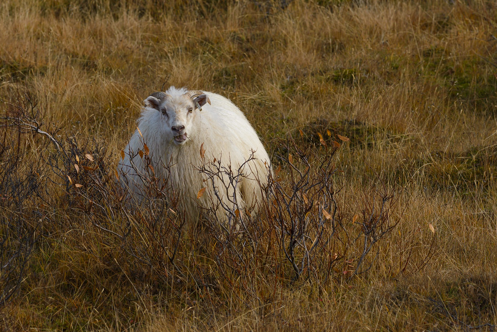 Mývatn-Schaf 20141010 132809 island 2014