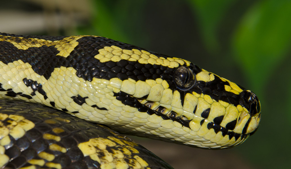 M.s.cheynei