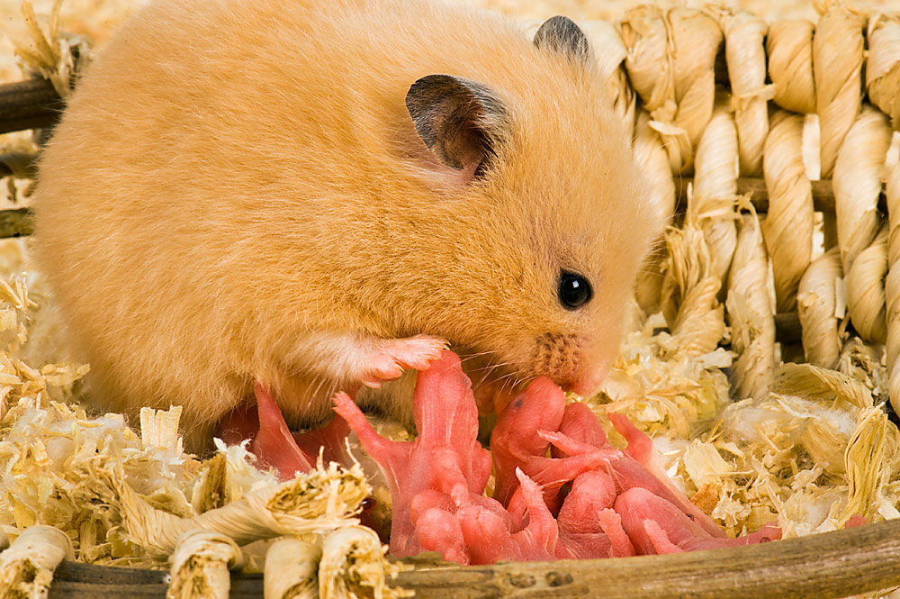 M Weinzierl 68