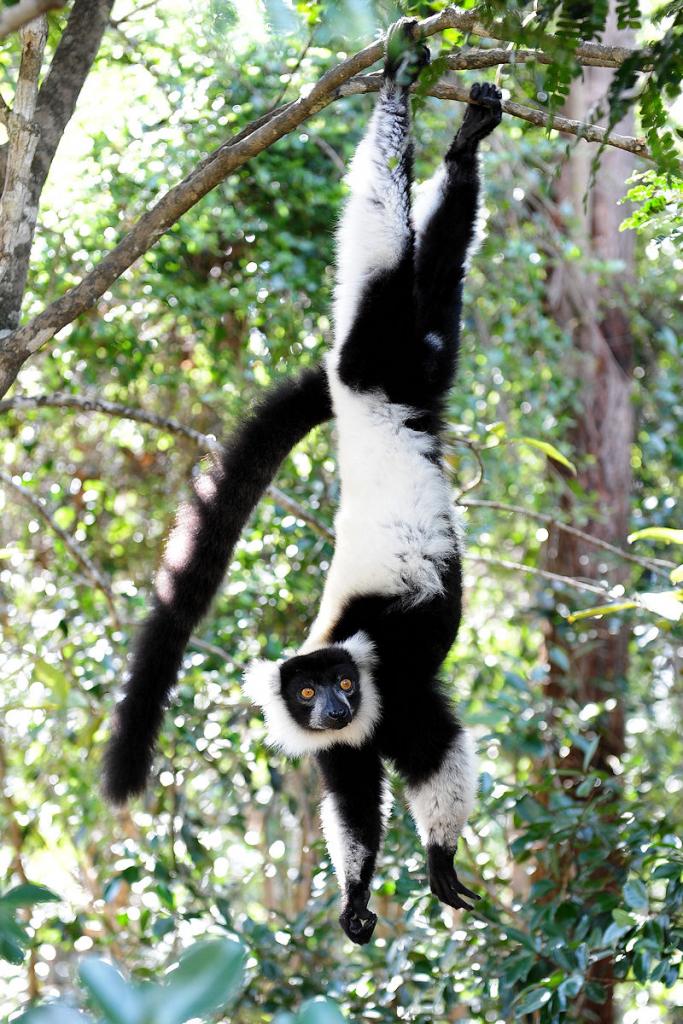 M320 Schwarzweissgefleckter Lemur 0679