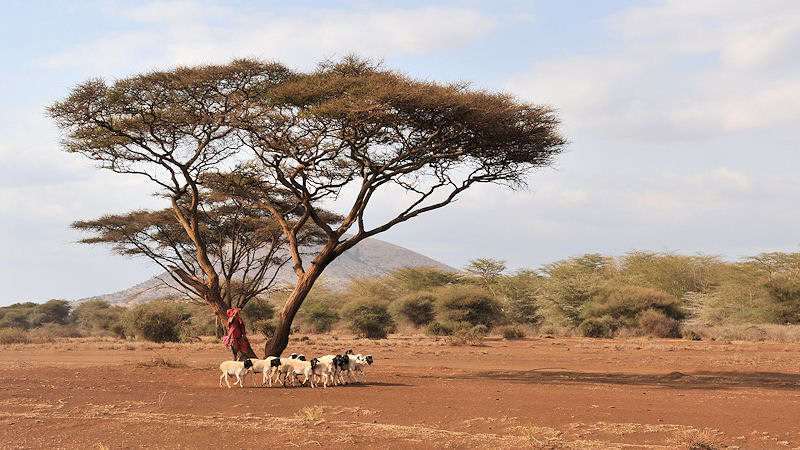 Maasai mit Schafherde
7351