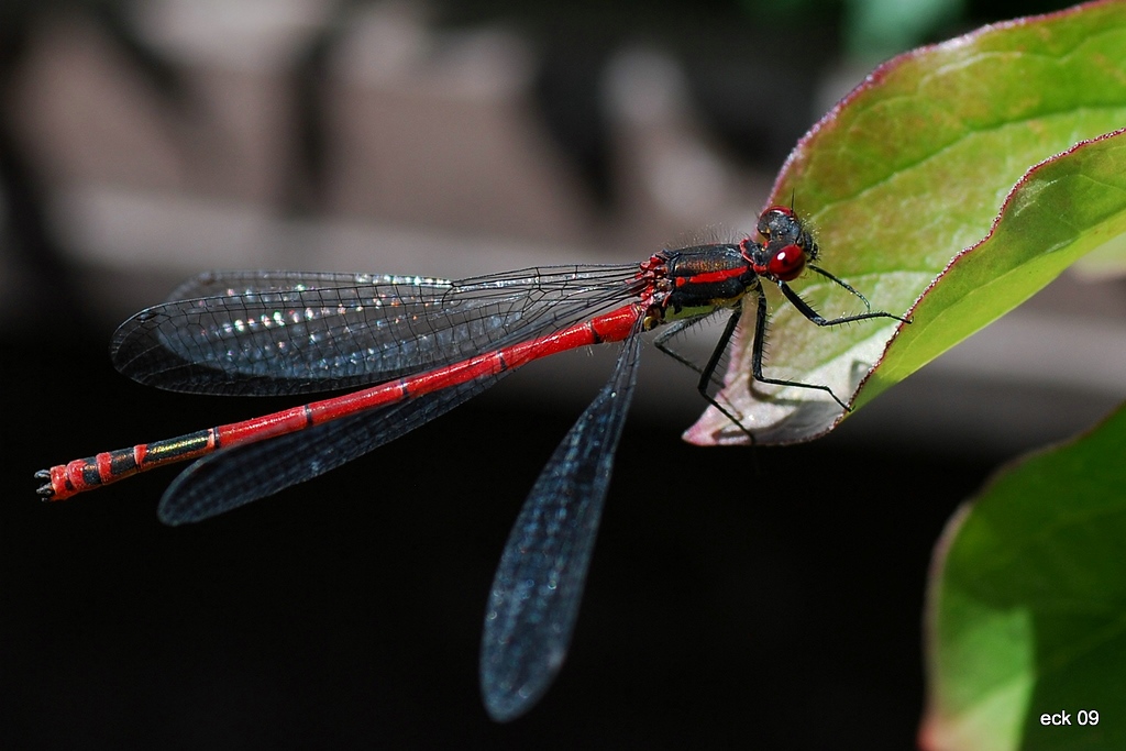Macro 07