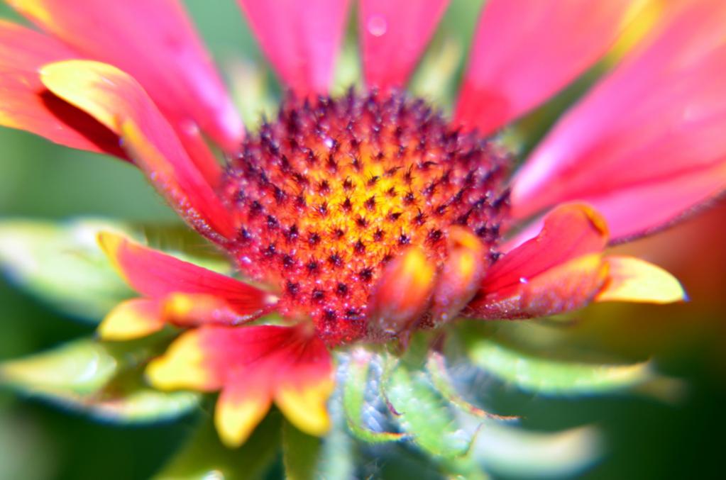 Macro 1