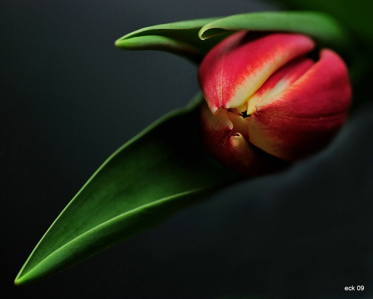 Macro 22