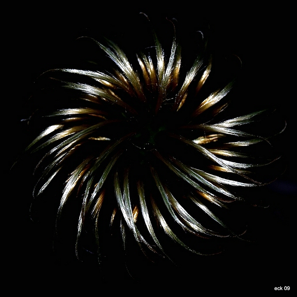 Macro 23