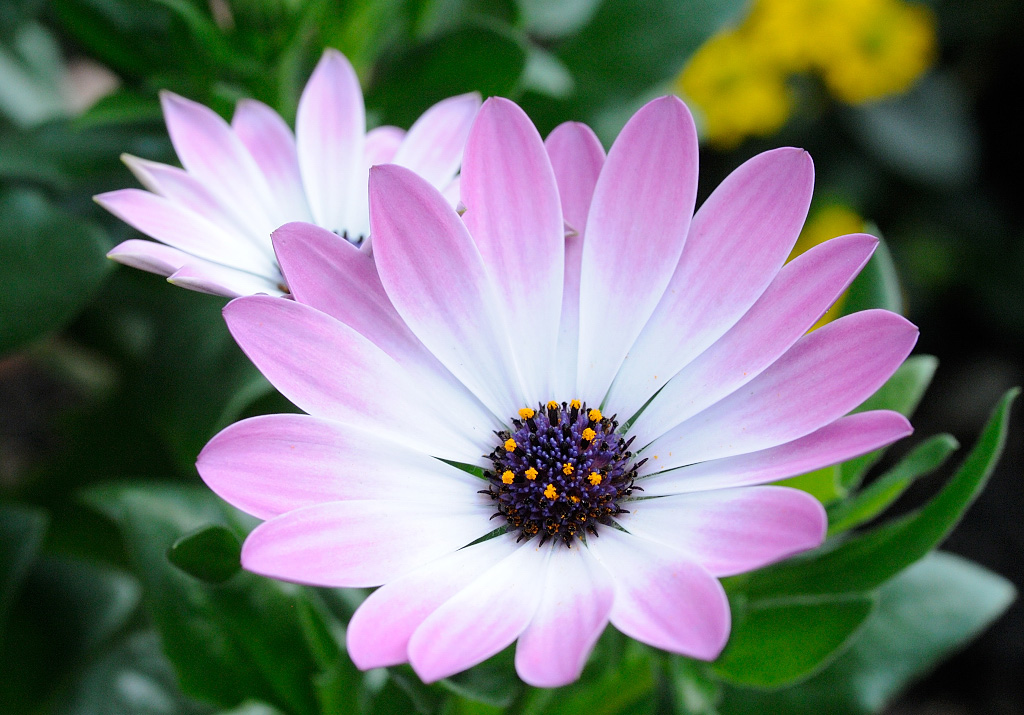 Macro 3232