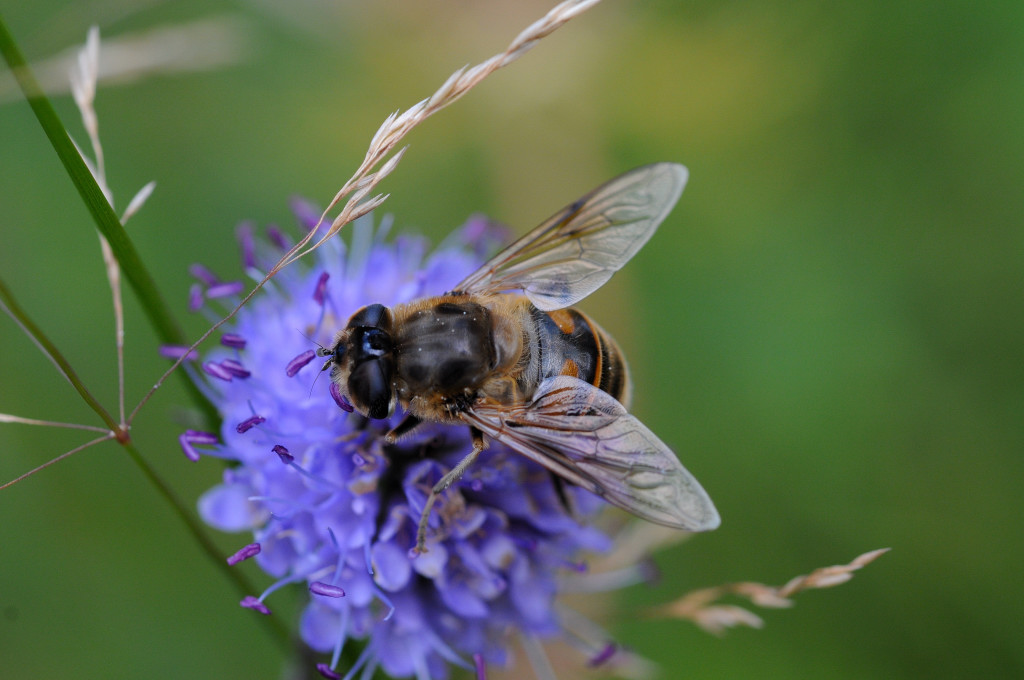 Macro 55 2.8 0950
