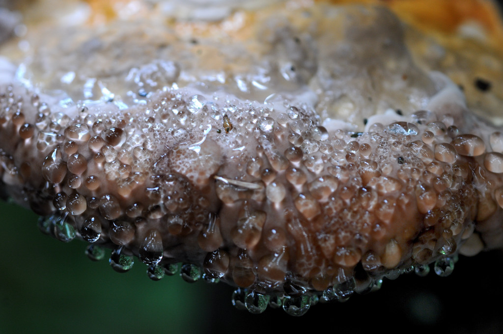 Macro 55 2.8 1030