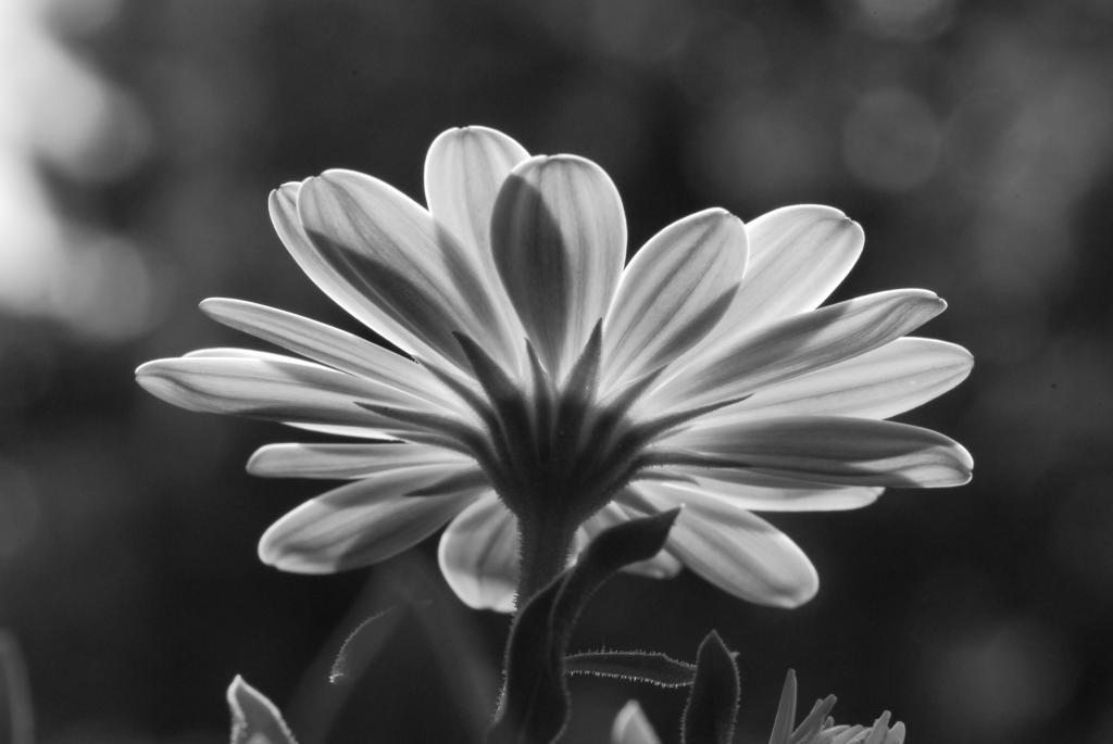 Macro Die Zweite 015