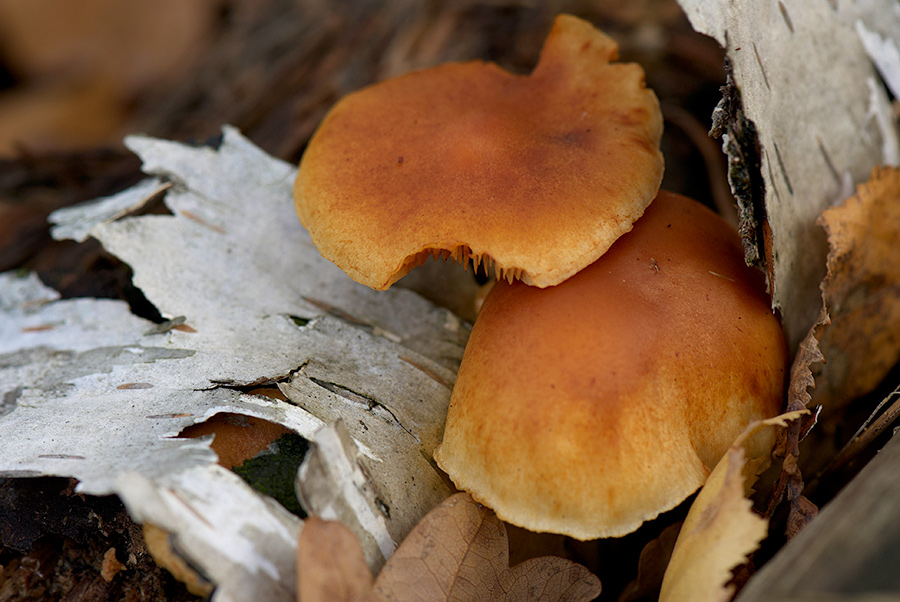 Macro DSC6790 hsw