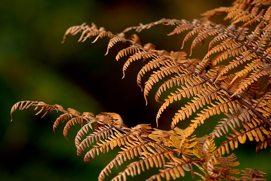 Macro DSC6798 hsw