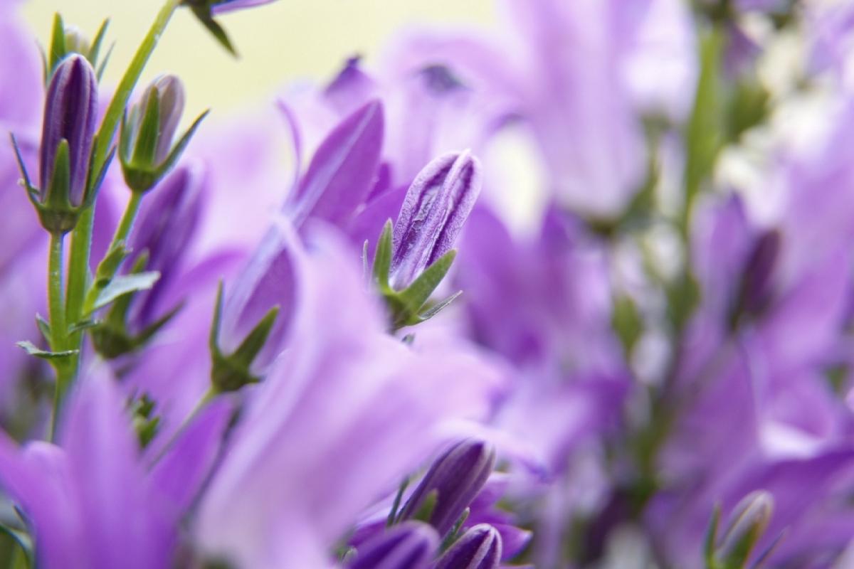 Macro - Fuji S5Pro - Nikkor VR 18-105 - Macro Zwischenring