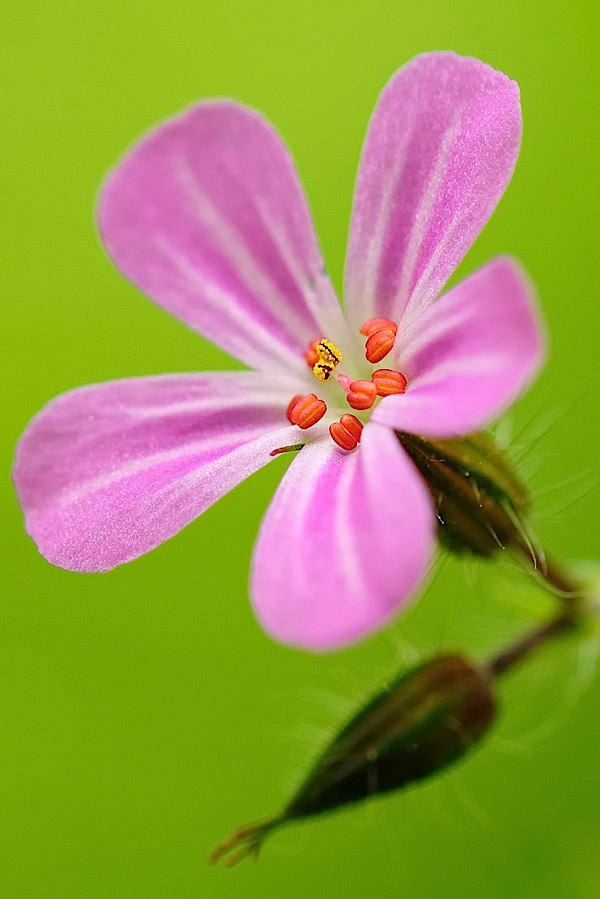 Macro