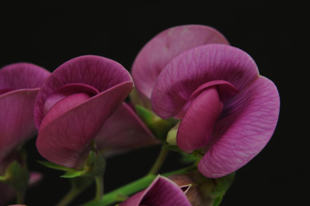 Macro