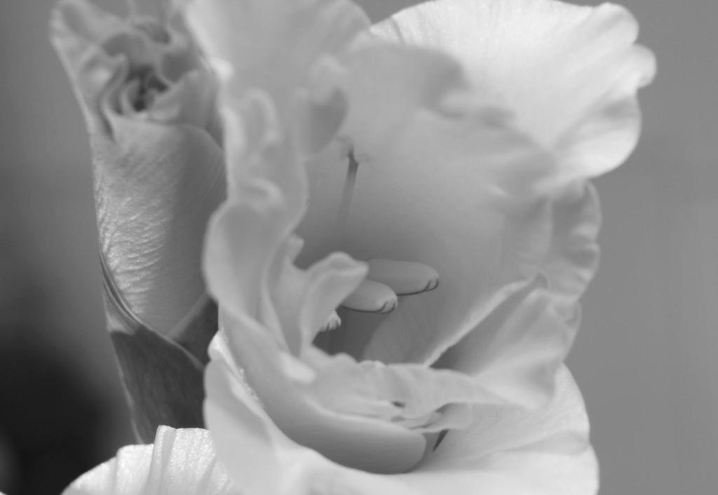 Macro